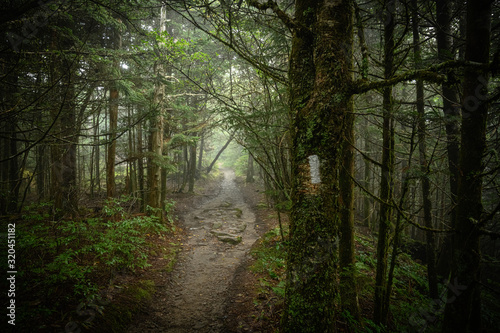 Fotomural Appalachian Trail Blaze on Mossy Tree