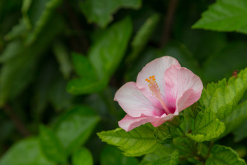 Colour flower with green nature