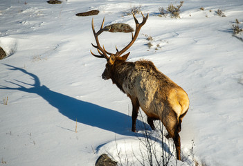 Poster - Bull Elk casting shadows