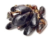 Fresh Mussel On White Background