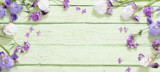 Fototapeta Storczyk - spring flowers on old green wooden background