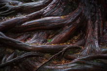 Cedar Roots Free Stock Photo - Public Domain Pictures