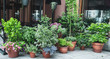 Many beautiful potted plants outside a street cafe