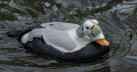 Wall Mural - Green, White, and Black Plumage on a Spectacle Eider in a Pond