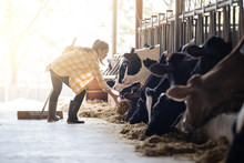 Farmer Woman Is Feeding The Cows. Cow Eating Grass