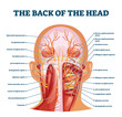 Back of the head muscle structure and nerve system diagram
