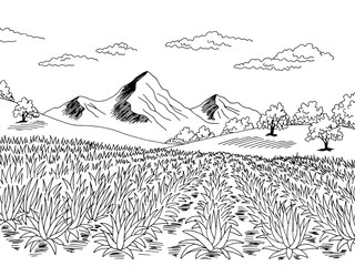 Agave field plantation graphic black white landscape sketch illustration vector