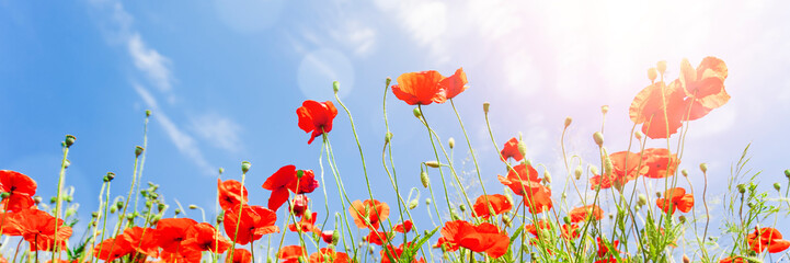 Sticker - Red poppy flowers on sunny blue sky, poppies spring blossom, green meadow with flowers