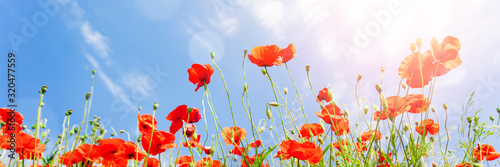 Fototapeta Red poppy flowers on sunny blue sky, poppies spring blossom, green meadow with flowers