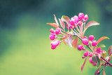 Fototapeta  - Soft focused bright flowering apple tree branch covered with lot of pink flowers on blurred green background with leaves bokeh. Bright color nature spring design for any purposes with copy space.