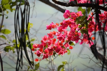 Wall Mural - Close-up beautiful nature view of Bougainvillea flower in garden. Floral background.