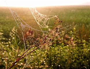 spider web with dew