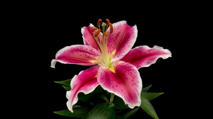 Wall Mural - Beautiful pink Lily flower bud blooming timelapse, extreme close up. Time lapse of fresh Lilly opening closeup. Isolated on Black background. 4K UHD