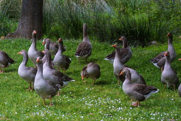 Sticker - feeding geese