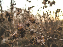 Thorns Of Thistle In Winter, Close-up