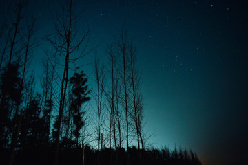 night in the forest
