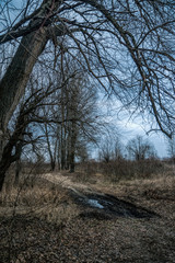 Sticker - Misty mysterious forest landscape in early spring. Nature of New England, USA