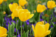 Yellow Tulips In The Garden