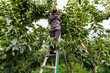 Seasonal farm worker at cherry harvest. Cherry-picker stands on the ladder and works. Picking raw cherries and putting into the bucket