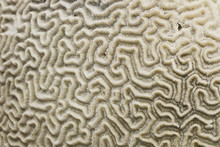 Old Coral Fossil Texture