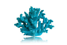 Blue Coral Isolated On White Background.This Had Clipping Path.