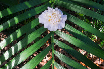 Poster - Geometric tropical background with tropical leaves and white flower