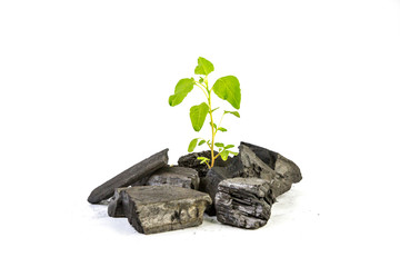 new life, small green plant with soil on white background