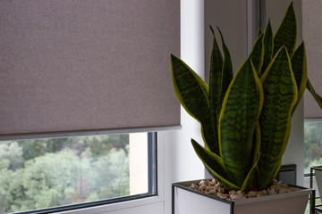 Leinwandbilder - Automatic roller blinds on the window. A houseplant in a modern pot stands on the bedside wooden table next to an automatic roller shades. Motorized roller blinds are made from texture material.