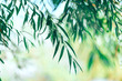 Leaves of a tree a willow
