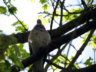 bird of prey