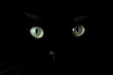 Black Cat With Green Eyes Close Up