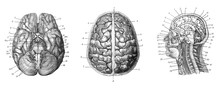 Human Brain - Antique Engraved Illustration From Brockhaus Konversations-Lexikon 1908