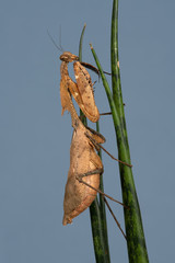 Wall Mural - Dead Leaf Mantis (Deroplatys desiccata) on Sansevieria Fernwood Mikado plant