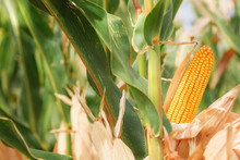 Ear Of Corn On Maize Plantation