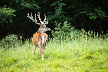 Wall Mural - red deer, cervus elaphus, stag with antlers in velvet looking back over shoulder on a meadow with gr