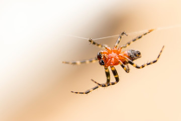 spider