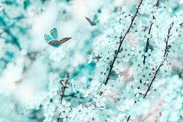 Wall Mural - Cherry flowers blossom tree, butterfly, dreamy light closeup. Spring floral greeting card template. Artistic toned image. Pastel blue and pink toned. Macro with soft focus. Nature background