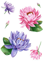 Pink and purple water lily lotus flower, watercolor illustration, isolated on white background