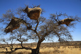 Fototapeta Sawanna - olbrzymie gniazda na gałęziach afrykańskich drzew