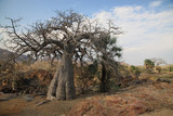 Fototapeta Sawanna - afrykańskie duże suche baobaby stojące wśród suchych traw 