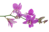 Fototapeta Storczyk - pink orchid flowers isolated on white background