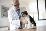 Fototapeta  - Veterinary examining puppy dog
