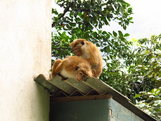 Wall Mural - Monkeys in Nuwara Eliya, Sri Lanka