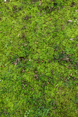 Grass and moss ground texture