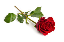 One Red Rose Isolated On White Background. Full Dept Of Field