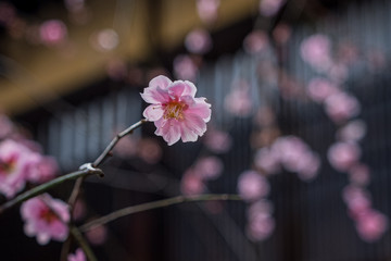 A closeup photo of beautiful pink blossom with a blurred background in Japan