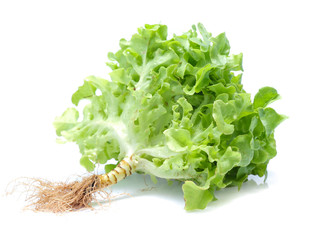 Wall Mural - Green oak lettuce on white background