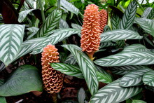Tropical Plant With Flower