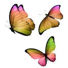 Three Tropical Butterflies With Colorful Wings Isolated On A White