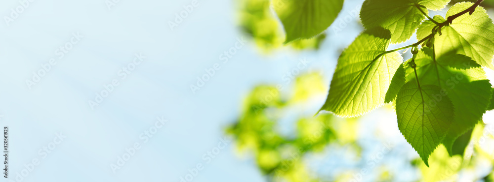 Tree branch with green leaves on sunny day. Springtime - obrazy, fototapety, plakaty 